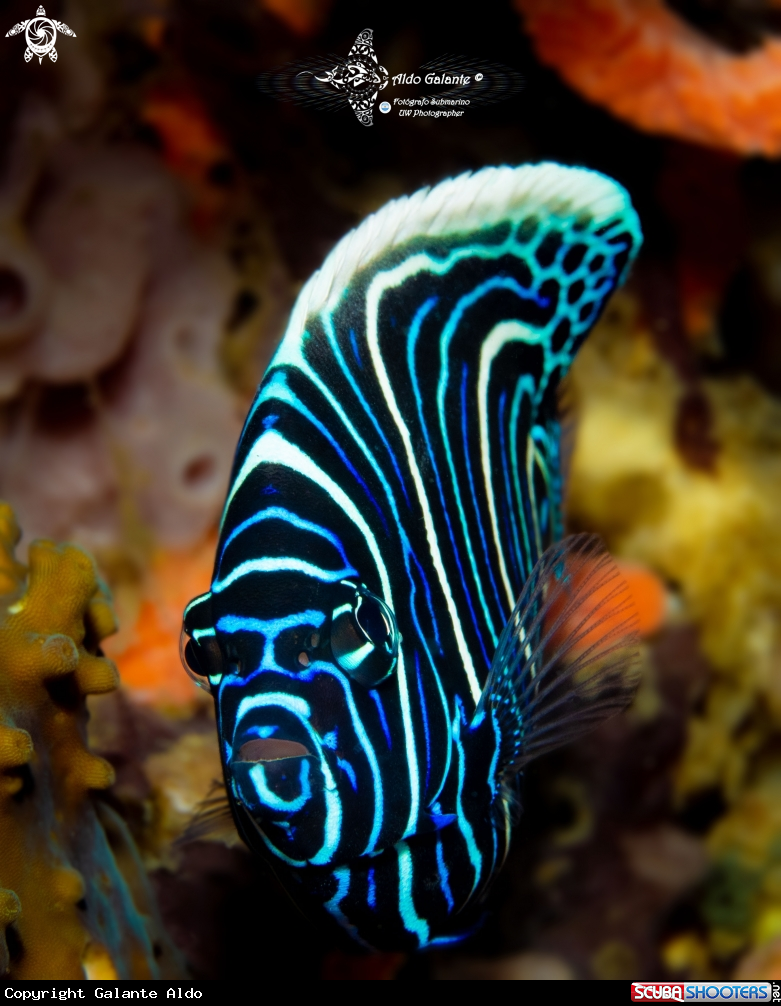 A Emperor Angelfish Juvenil 