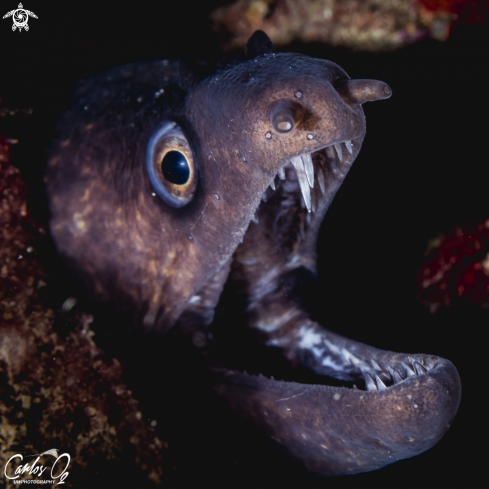 A Moray eel