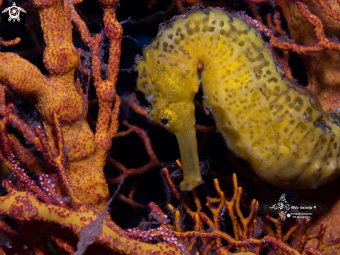 A Tiger Tail Seahorse