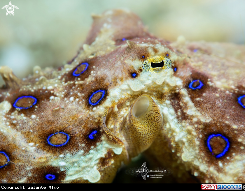 A Blue Ring Octopus