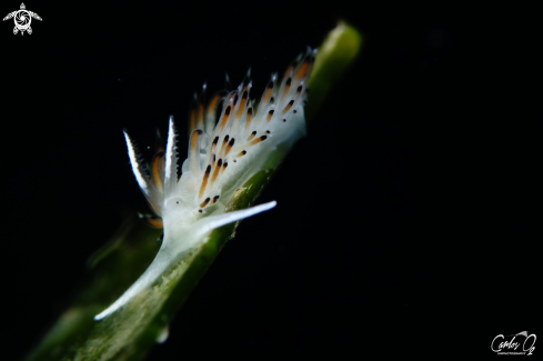 A Nudibranch