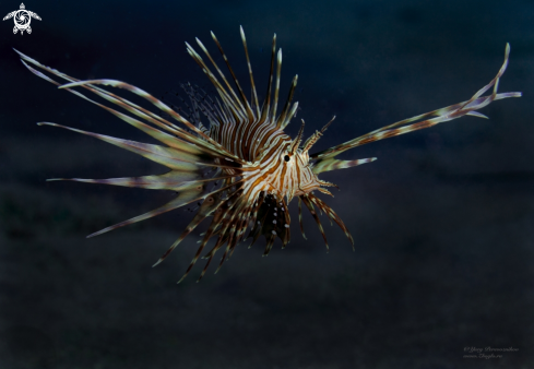 A Underwater lion