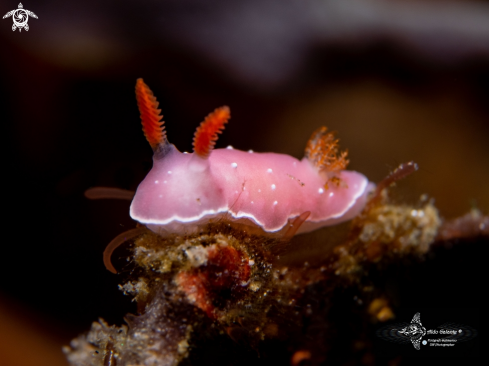 A Nudibranch