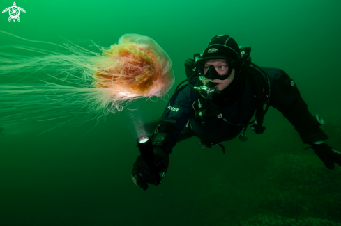 A Lions mane jelly