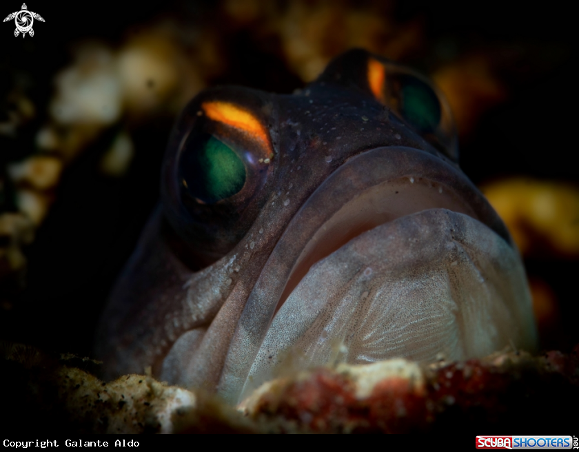 A Gold Specs Jawfish