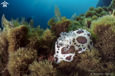 A Peltodoris atromaculata | Vacchetta di mare