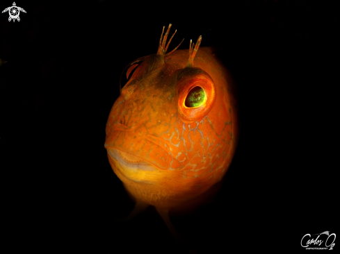 A Blenny 