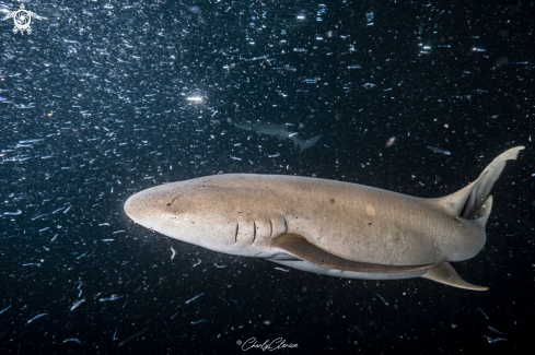 A Nurse Shark