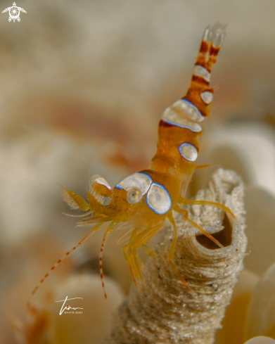 A Thor amboinensis | Squat Shrimp