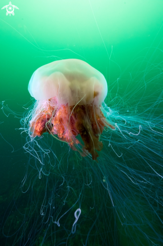 A Lions mane jelly