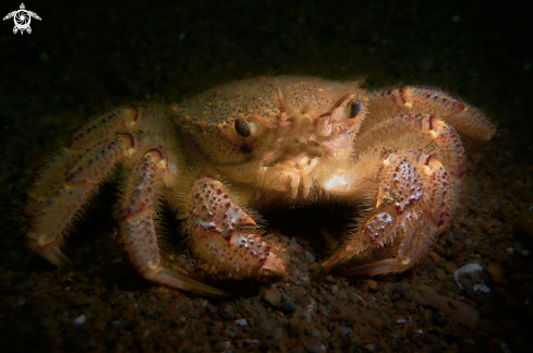 A  Pilumnus hirtellus | CRAB