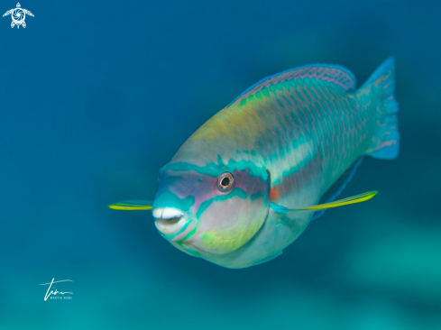 A Princess Parrotfish