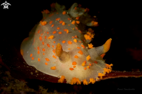 A Triopha catalinae (J. G. Cooper, 1863) | NUDIBRANCH