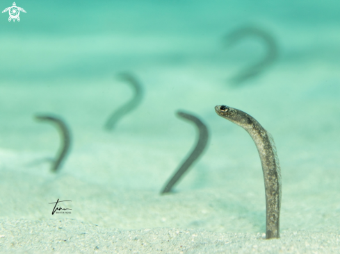 A Heteroconger longissimus | Garden eel