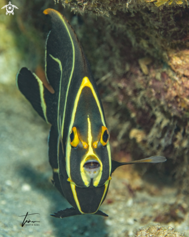 A Pomacanthus paru | French Angelfish