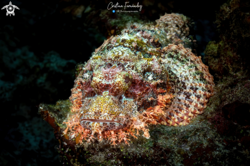 A Scorpaenopsis oxycephala  |  Scorpionfish 