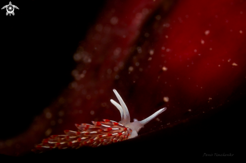 A Cuthonella soboli Martynov, 1992 | NUDIBRANCH