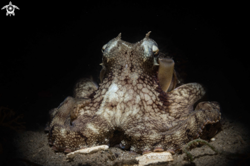 A Amphioctopus marginatus | Coconut octopus