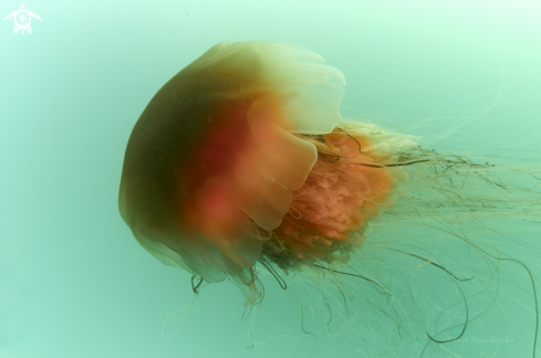 A Giant jellyfish Cyanea capillata. | JELLYFISH