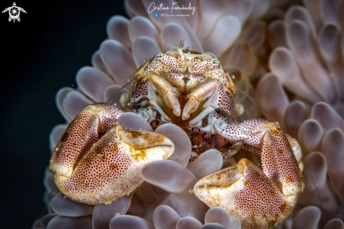 A Porcelain crab