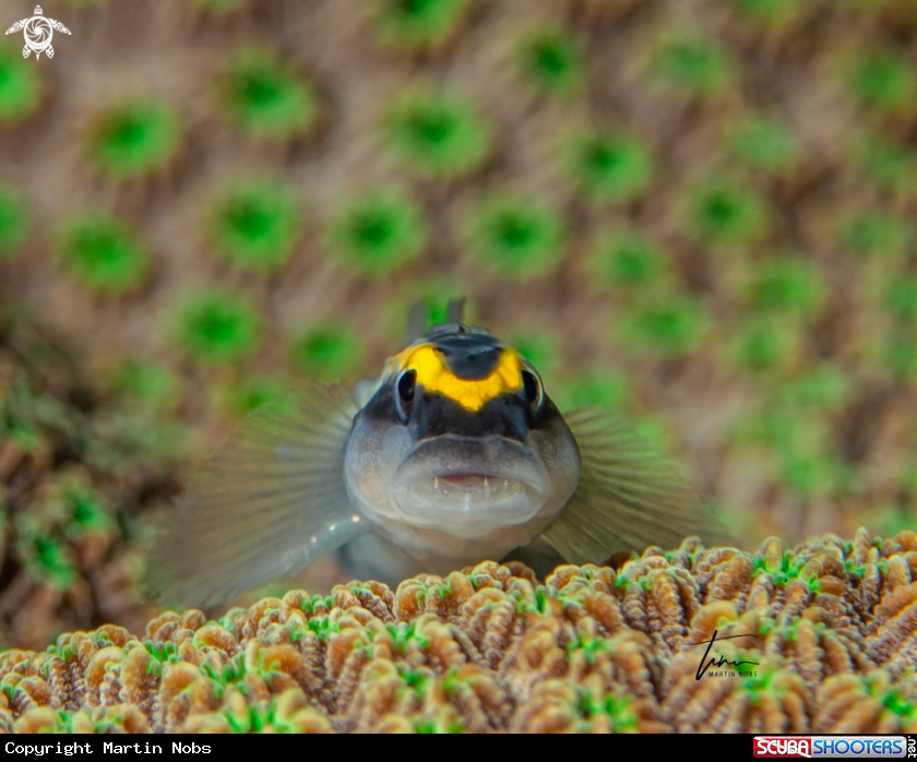 A Sharknose Goby