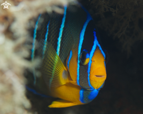 A Juvenile Queen Angelfish