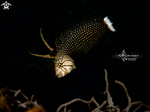 A Dragon Wrasse