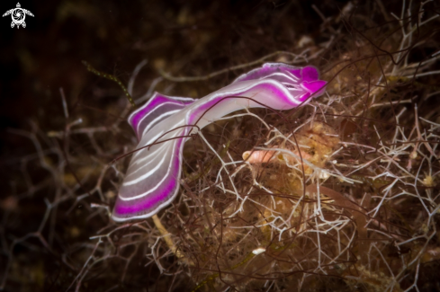 A Prostheceraeus Giesbrecthii | Planaria rosa