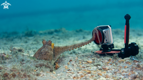 A Octopus