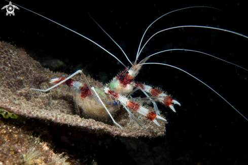 A cleaner shrimp