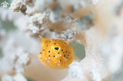 A Roundbelly cowfish