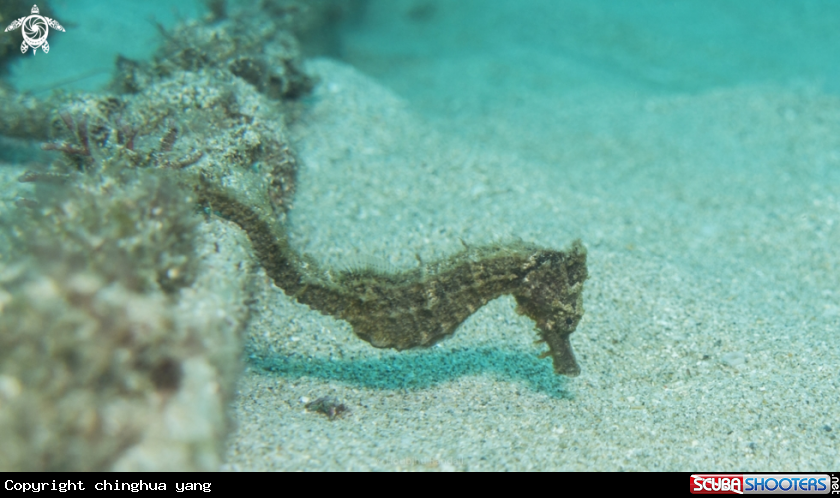 A Spotted seahorse