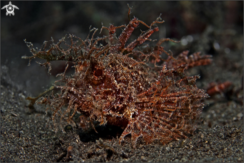 A Ambon scorpionfish