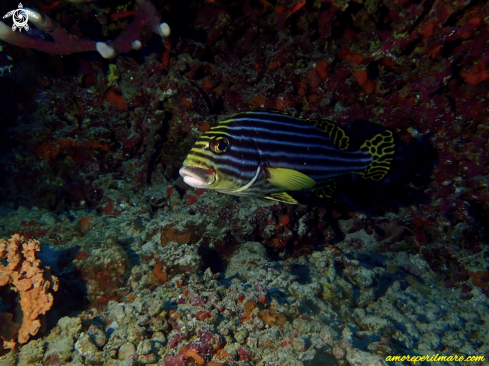 A Plectorhinchus vittatus | Labbra dolci orientale