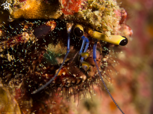 A underwater creature