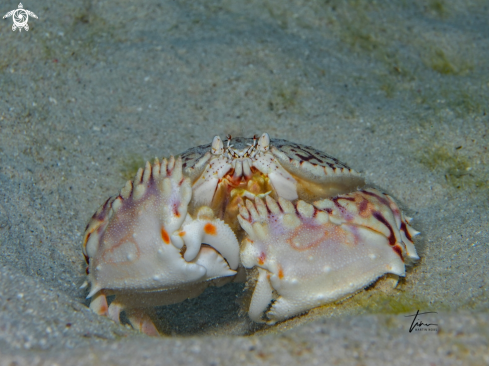 A Flame Boxcrab