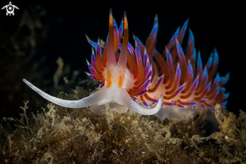 A Cratena nudibranch 