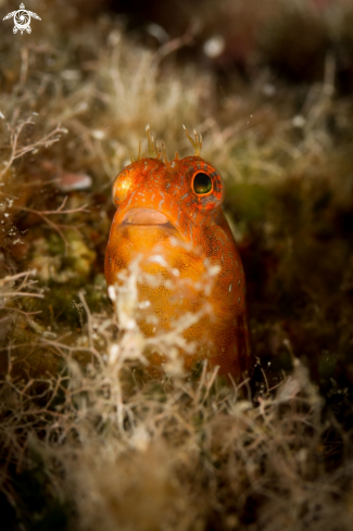 A Parablennius pilicornis | Bavosa africana