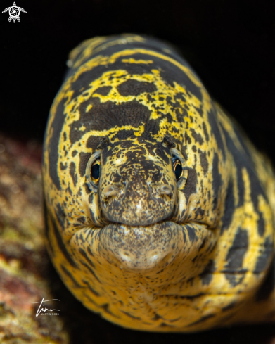 A Echidna catenata | Chain Moray Eel