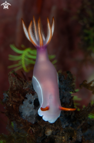 A Bullock's Hypselodoris