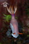 A Bullock's Hypselodoris