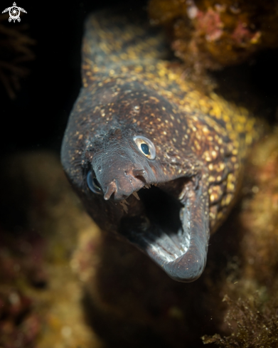 A Moray eel