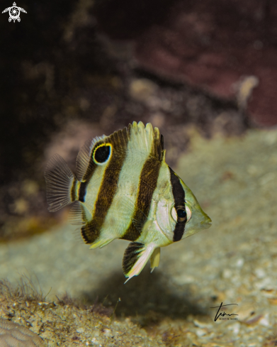 A Chaetodon striatus | Banded Butterflyfish