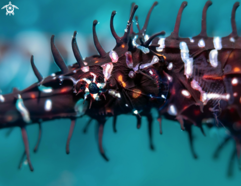 A Ghost Pipe Fish