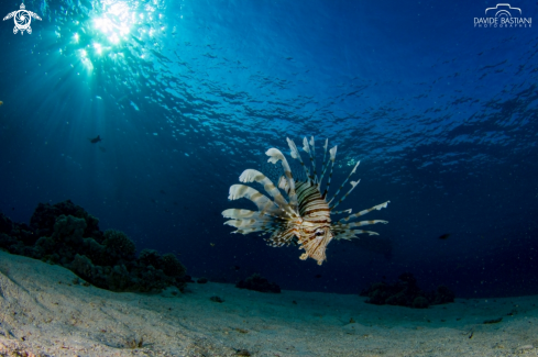 A Lion Fish