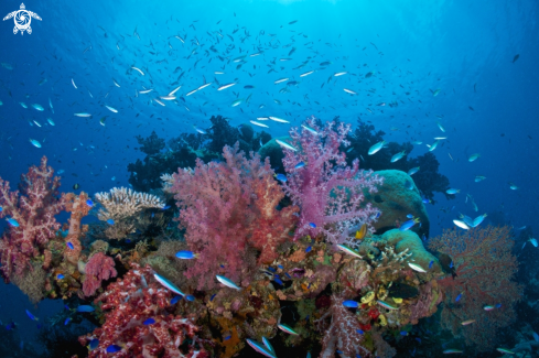 A Reef in Micronesia