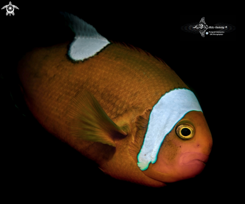 A Amphiprion polymnus (Linnaeus 1758) | Saddleback Anemonefish