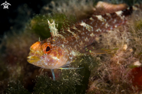 A pesce peperoncino