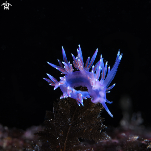 A Flabellina