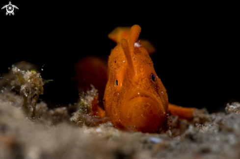 A Antennarius pictus | Painted frogfish